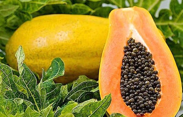 The Ultimate Superfood: Nature’s Bargain, Now a Hit in Vietnam’s Markets.