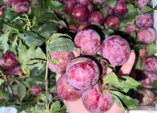 7 Reasons Why Plums Are Not For Everyone