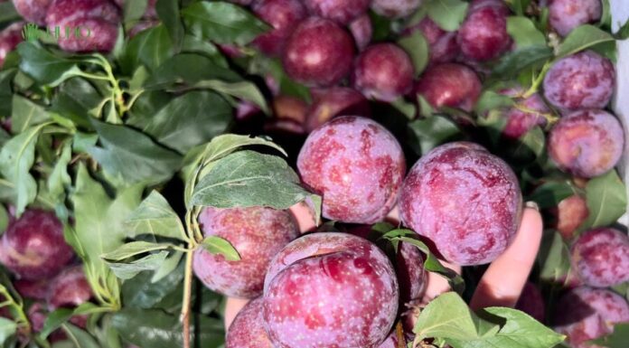 7 Reasons Why Plums Are Not For Everyone