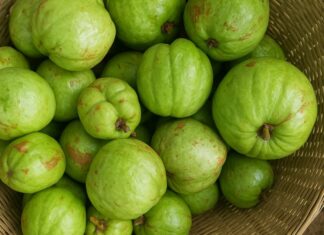 Sour Ear Fruit – A Mountain Delicacy with a Refreshing Tangy Twist for Summer