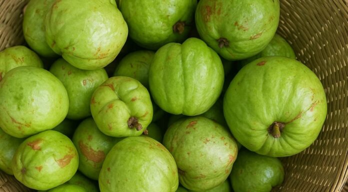 Sour Ear Fruit – A Mountain Delicacy with a Refreshing Tangy Twist for Summer