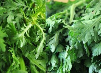 “A Winter Delicacy: Indulge in This Affordable, Healthy Treat Without the Worry of Pesticides.”