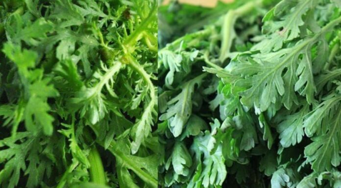 “A Winter Delicacy: Indulge in This Affordable, Healthy Treat Without the Worry of Pesticides.”