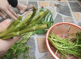 The Ultimate Guide to 2 Veggies Hiding a “Nest of Parasites” – #1 is a Favorite in Vietnam