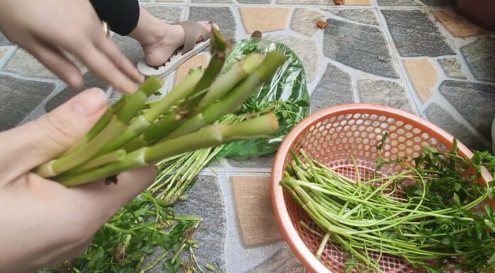 The Ultimate Guide to 2 Veggies Hiding a “Nest of Parasites” – #1 is a Favorite in Vietnam