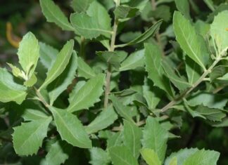 Wild Weeds of Yore – Today’s Delicacy: A Unique Flavor with Health Benefits Everyone Should Try