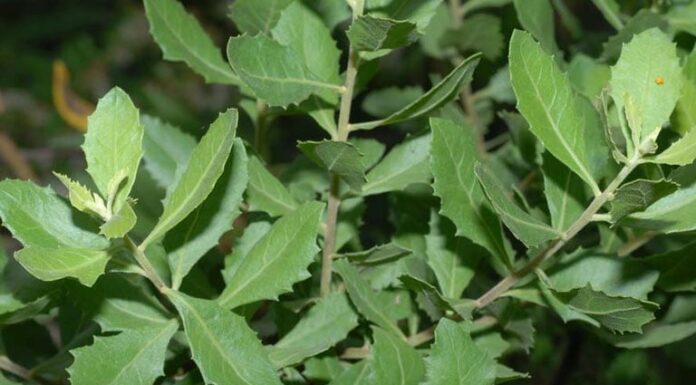 Wild Weeds of Yore – Today’s Delicacy: A Unique Flavor with Health Benefits Everyone Should Try