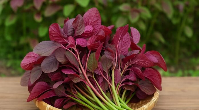 Superfood Spinach: Nature’s Affordable Multivitamin, Packed with Iron and Heart-Healthy Goodness