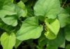Purslane: The Vietnamese Secret to Natural Sun Protection and Collagen Boost