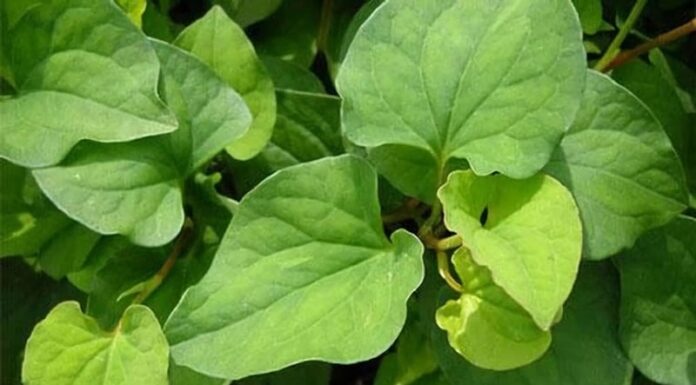 Purslane: The Vietnamese Secret to Natural Sun Protection and Collagen Boost