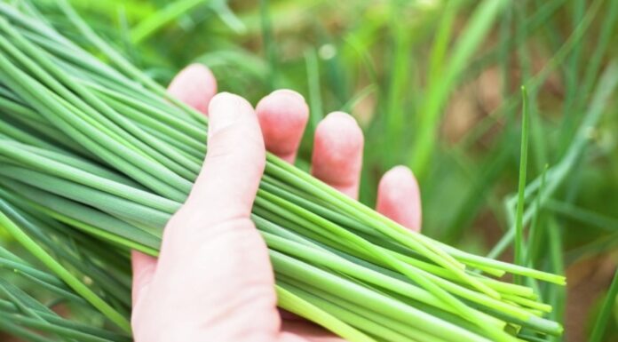 Eat These 3 Veggies This Spring to Cleanse and Detox Your Liver, For a Good Night’s Sleep.