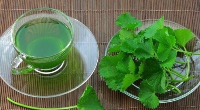 5 Wild Weeds That Heal Your Liver