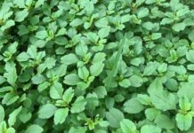 Wild Greens Turned Delicacy: Selling at 50,000 VND/kg, These Weeds Sprout at the Touch of Soil and are Ready to Eat in Just 20 Days