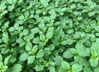 Wild Greens Turned Delicacy: Selling at 50,000 VND/kg, These Weeds Sprout at the Touch of Soil and are Ready to Eat in Just 20 Days
