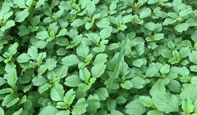 Wild Greens Turned Delicacy: Selling at 50,000 VND/kg, These Weeds Sprout at the Touch of Soil and are Ready to Eat in Just 20 Days