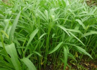 5 Common Vegetables to Eat Year-Round: Affordable and Nutritious Options for a Healthy Diet