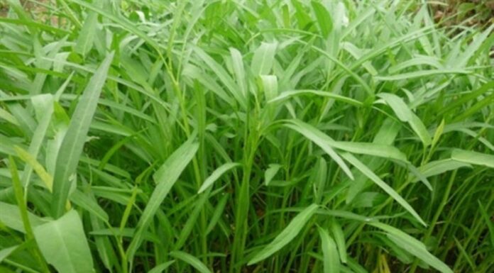 5 Common Vegetables to Eat Year-Round: Affordable and Nutritious Options for a Healthy Diet