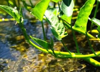 5 Veggies That Stay Fresh and Pesticide-Free Without a ‘Chemical Bath’