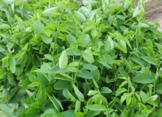 5 Vegetables That Are Both Daily Soup Ingredients and Medicinal Cures