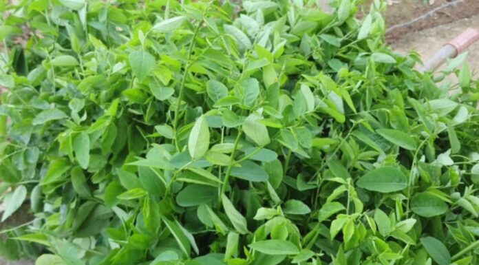 5 Vegetables That Are Both Daily Soup Ingredients and Medicinal Cures