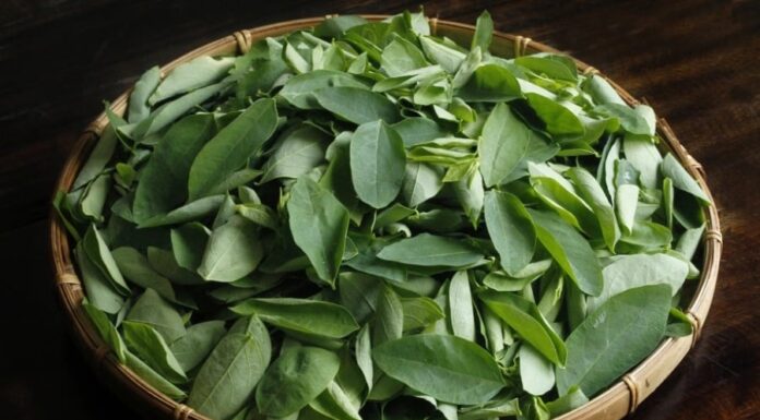 The Ultimate Green Thumb’s Delight: Nature’s Bounty at Your Fingertips.