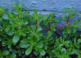 “Superfood in Your Garden: Discover the Ultimate Inexpensive Health Boost”