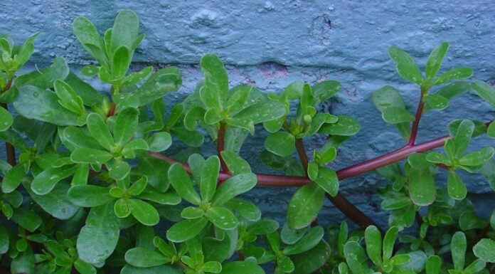 “Superfood in Your Garden: Discover the Ultimate Inexpensive Health Boost”