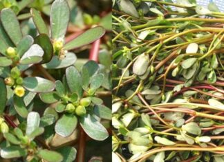 The Forgotten Weed: From Pig Fodder to a Golden Delicacy