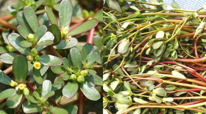 The Forgotten Weed: From Pig Fodder to a Golden Delicacy