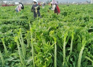 “Weed or Wonder Veggie? Uncover the Surprising Health Benefits of This Grass-like Green”