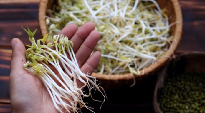5 Common Mistakes When Storing Bean Sprouts: How You May Be Sabotaging Your Health