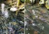 The Mystical Tale of the Sacred Fish Stream: A Renowned Central Vietnam Tourist Attraction. Unveiling the Truth About the Untouched Fish.