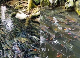 The Mystical Tale of the Sacred Fish Stream: A Renowned Central Vietnam Tourist Attraction. Unveiling the Truth About the Untouched Fish.
