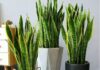 Is There Any Superstition Behind the Blooming of a Snake Plant?