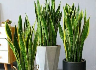 Is There Any Superstition Behind the Blooming of a Snake Plant?