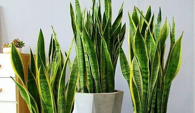 Is There Any Superstition Behind the Blooming of a Snake Plant?