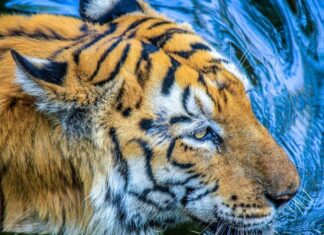 The Ancient’s Wisdom: Uncover the ‘Three Household Disharmonies’ That Plague Homes and How They Affect Prosperity.