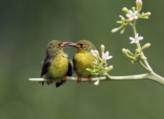 Born in One of These 3 Lunar Months? You’re Destined for a Life of Good Fortune.