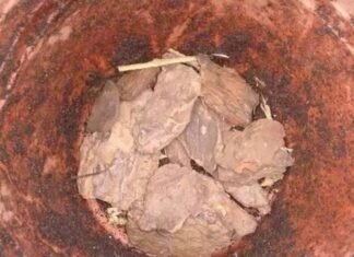 The Magic Potion for Your Plants: Reviving Foliage, One Drop at a Time