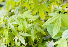 “Wild-Grown Veggie Beef Stew: A Tasty Twist on a Classic Favorite”