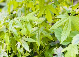 “Wild-Grown Veggie Beef Stew: A Tasty Twist on a Classic Favorite”