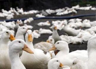 The Ultimate Guide: Four Tips to Pluck and Clean Duck Feathers Like a Pro