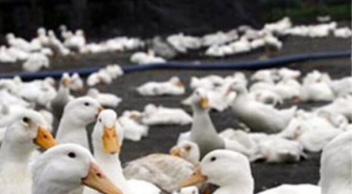 The Ultimate Guide: Four Tips to Pluck and Clean Duck Feathers Like a Pro