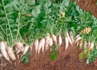 “Once Discarded, Now a Delicacy: The Rise of a ‘Poor Man’s Ginseng’ Superfood”