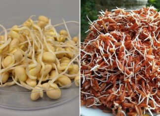 3 Super-Nutritious Sprouted Foods That Are Better Than Any Supplement