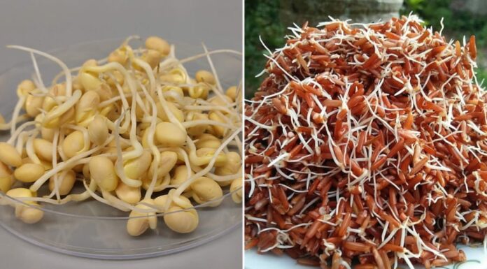 3 Super-Nutritious Sprouted Foods That Are Better Than Any Supplement