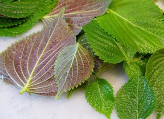 5 Japanese Super-Spices and Herbs for Longevity and Healing