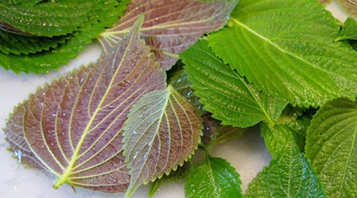 5 Japanese Super-Spices and Herbs for Longevity and Healing