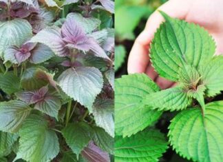 “Grow Perilla at Home for an Easy, Healthy Hair and Skin Boost”