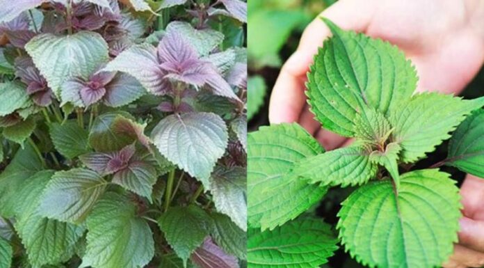 “Grow Perilla at Home for an Easy, Healthy Hair and Skin Boost”